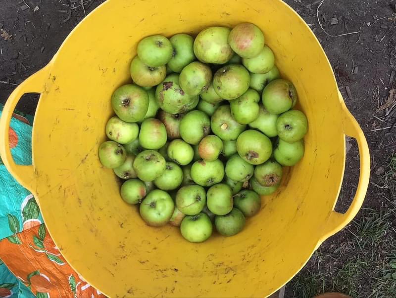 WCWCatford's tweet photo. Help us pick and press our #apples as part of our mini #festival on 14/9 11am-3pm. Lots of #free activities for all ages plus #food and #drink All welcome Plus
#Creativeworkshops
#Forestschool activities by the @mud_club_london
#Catford https://t.co/Dr9aQ1J77j