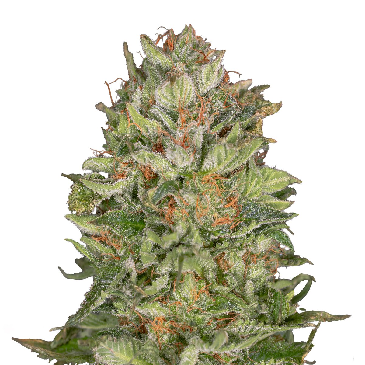 Greenseedtests's tweet image. Orange velvet x space queen x black in black de @GreenbudSeeds
cruce apetecible, ya cortada, ahora toca el pelado y el curado para un disfrute completo, Va a ser una buena cosecha, esta llena de flores repletas de tricomas rellenos de resina.