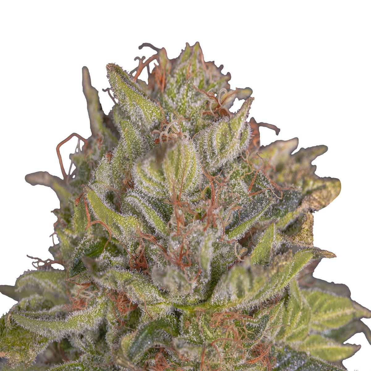 Greenseedtests's tweet image. Orange velvet x space queen x black in black de @GreenbudSeeds
cruce apetecible, ya cortada, ahora toca el pelado y el curado para un disfrute completo, Va a ser una buena cosecha, esta llena de flores repletas de tricomas rellenos de resina.