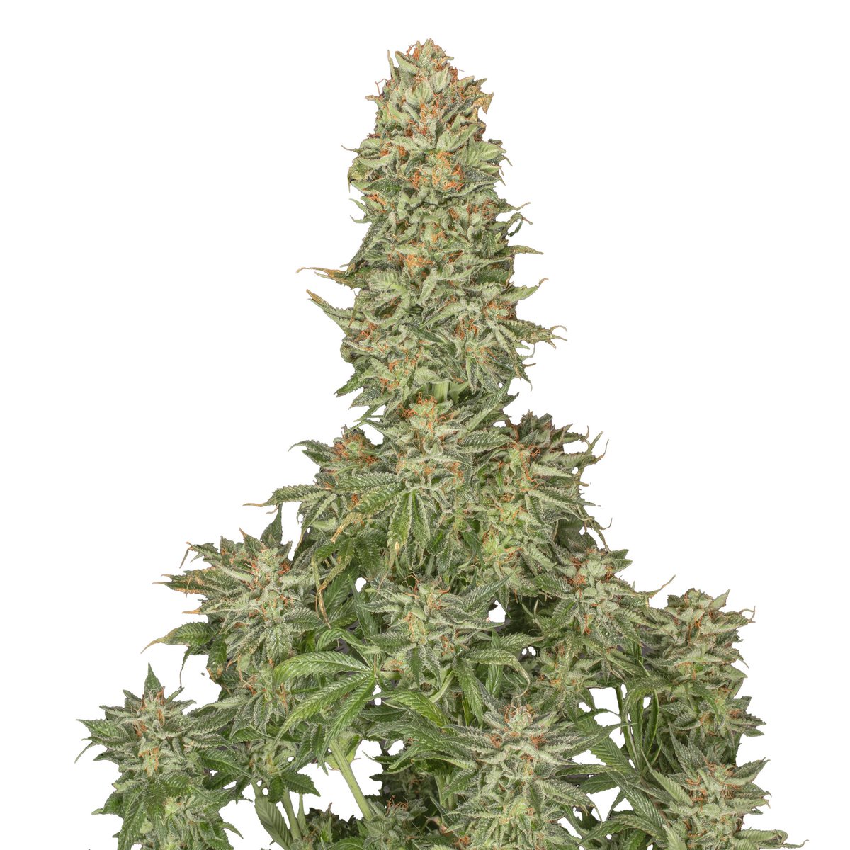 Greenseedtests's tweet image. Orange velvet x space queen x black in black de @GreenbudSeeds
cruce apetecible, ya cortada, ahora toca el pelado y el curado para un disfrute completo, Va a ser una buena cosecha, esta llena de flores repletas de tricomas rellenos de resina.