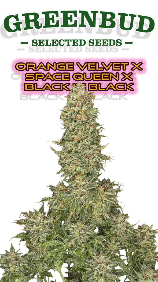 Greenseedtests's tweet image. Orange velvet x space queen x black in black @GreenbudSeeds