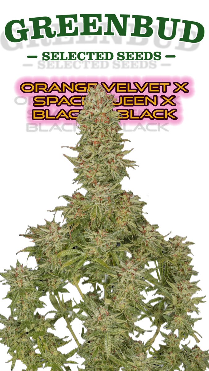 Greenseedtests's tweet image. Orange velvet x space queen x black in black @GreenbudSeeds