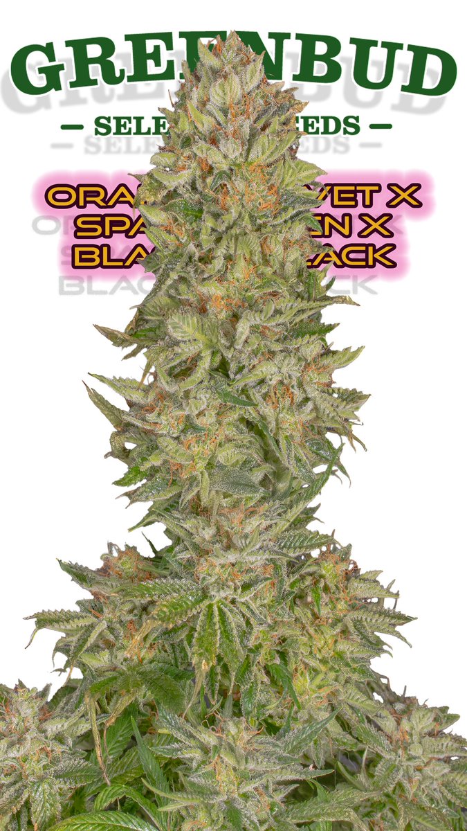 Greenseedtests's tweet image. Orange velvet x space queen x black in black @GreenbudSeeds