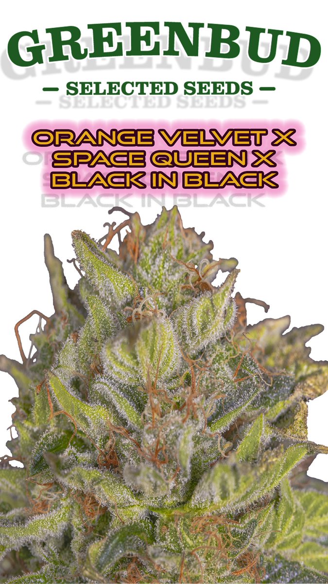 Greenseedtests's tweet image. Orange velvet x space queen x black in black @GreenbudSeeds
