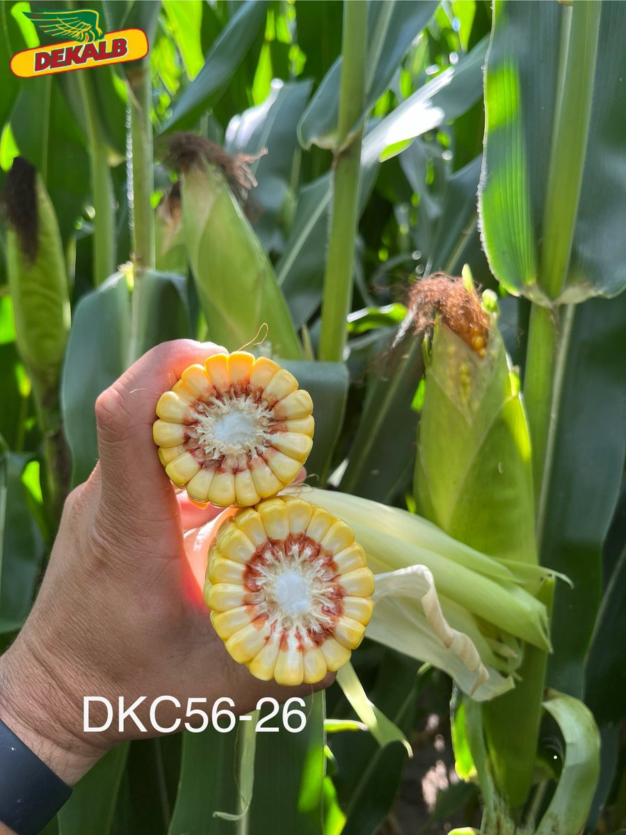 Out looking at a few plots in the south again this afternoon and these new 106 &amp; 107-day products continue to look strong all season. Looking forward to what the combine tells this fall 🌽

<a href="/DEKALB_Canada/">DEKALB Canada</a>