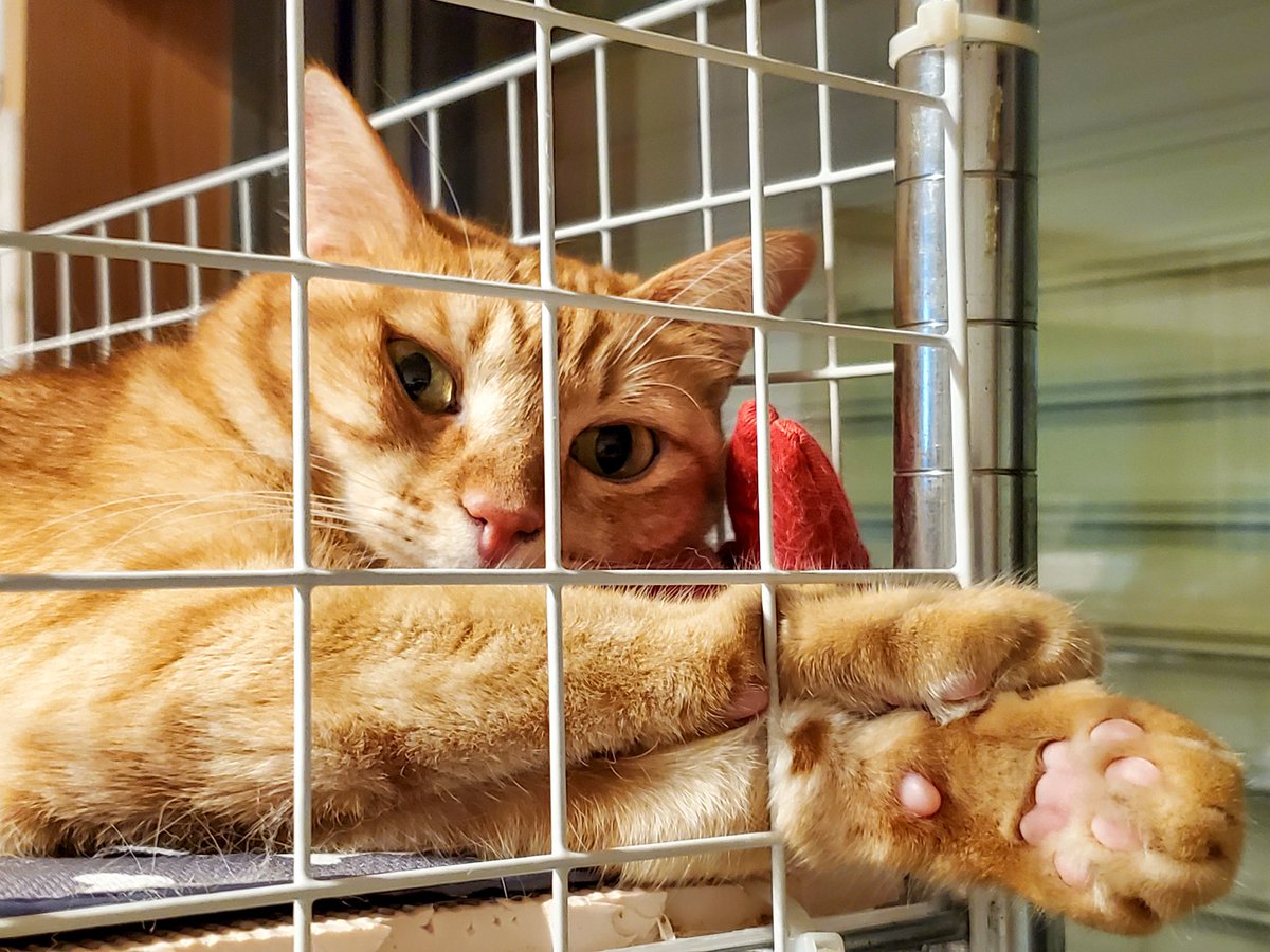 猫はなさん カード検索 ｜ Z/X - Zillions of enemy X - ゼクス公式サイト