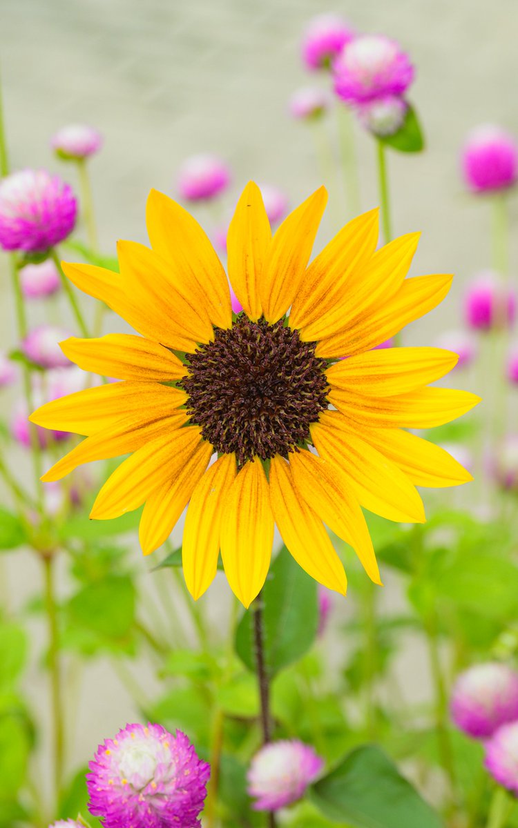 夏の残像が美しい