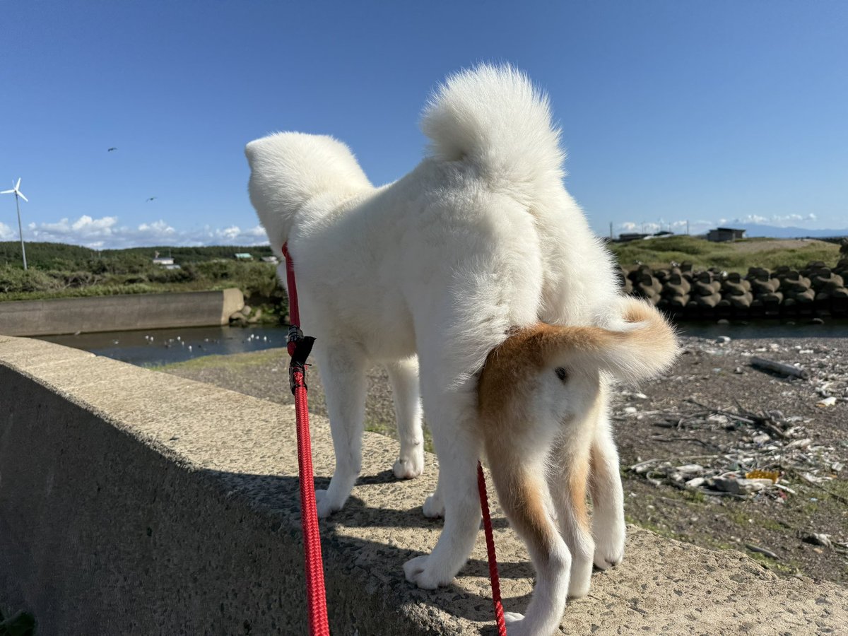 もち子と姫 (@tecyama525) on Twitter photo #秋田犬 #子犬
海〜は〜ひろ…
ん⁉️😳 #秋田犬 #子犬
海〜は〜ひろ…
ん⁉️😳
