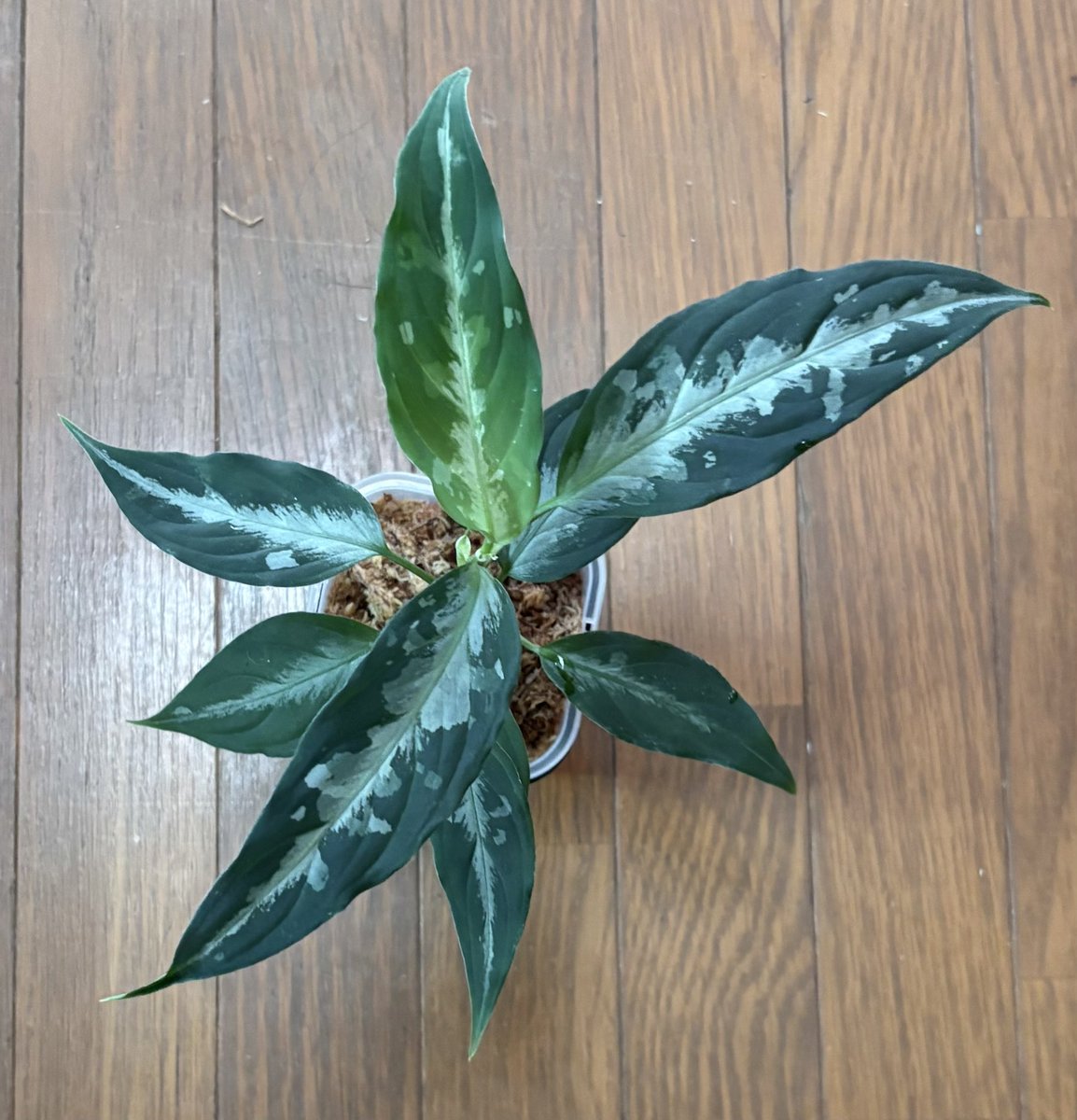 【極美株】Aglaonema llica ★アグラオネマ メタリカ 極美株】Aglaonema Metallica ☆アグラオネマ メタリカ