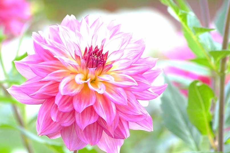 おはようございます。
今朝は「特選 柳～冷茶」に癒されました！

🎐爽やかな甘味に誘われて、ゴクゴク美味しいです😊余韻の甘味もスーっと、さらに美味しくなっていく～🤗🍃

ヒンヤリ美味しい冷茶で、今日も元気にスタートです🎵

「新潟｜うずまき屋さん」
【本日の１杯】今日もありがとう。