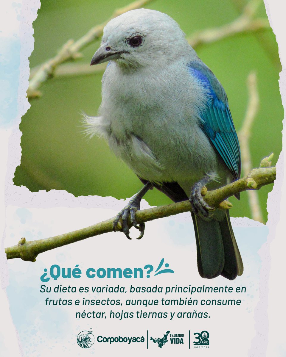 Nuestro animal de la semana tiene un aspecto y canto llamativo, plumaje azul intenso y es fácil de reconocer por su canto ruidoso.

✅ Come frutas e insectos, tienen una sola pareja y ambos padres cuidan a las crías.

¿Alguna vez lo has visto? Cuéntanos sobre tu experiencia.