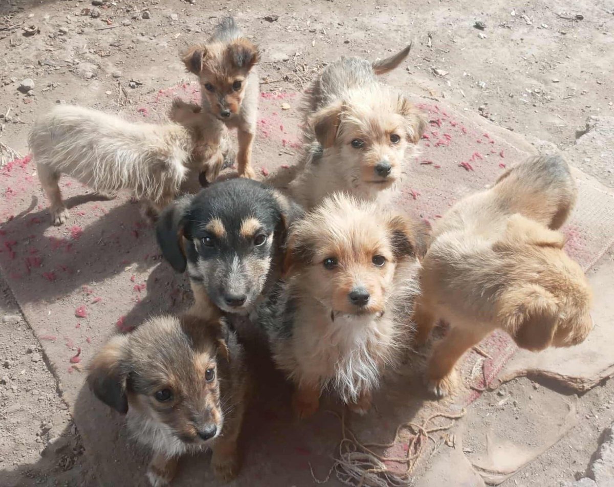 Estos bebés necesitan ayuda de manera urgente. Si puedes ayudar, de la forma en que sea, comunícate al +56990775206. Favor RT!
#PuenteAlto