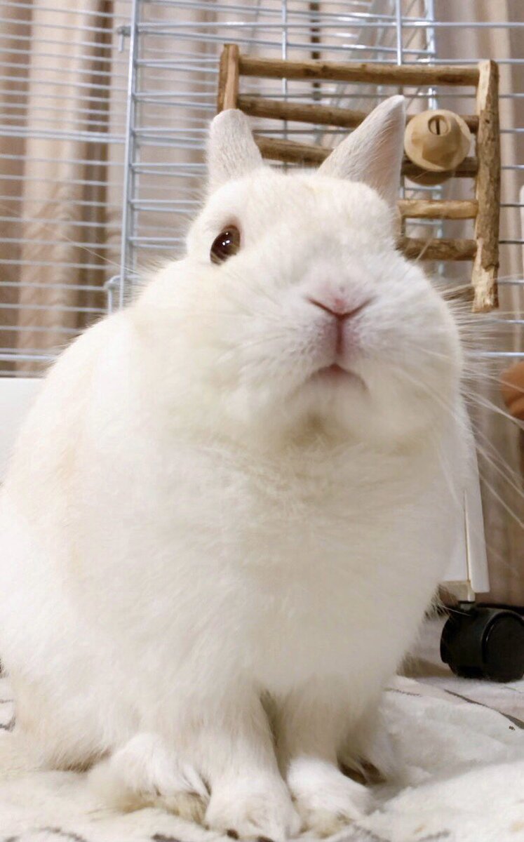 リビングの警備員さん、今日もキリッと立っております🐰✨
