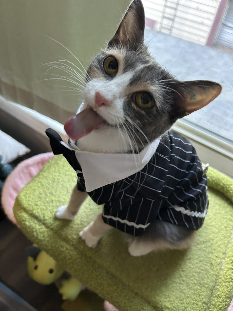 Dapper girl courtesy of <a href="/glockymolo/">glockymolo ❤️ Oreo 🌈</a>