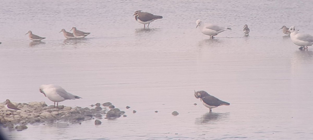 Today Tue started at Holland haven hide,Temminck stint(photo),6 CurlewSand(Photo),2 Woodsands,3 comsands,2 Greensands,14 avocets&amp; Whinchat, Then Abberton 3 juv Blackterns,greywag,28pintail,
32+ruff,17+GWE,plus all regulars  <a href="/EssexBirdNews/">EBwS Bird News</a>  .