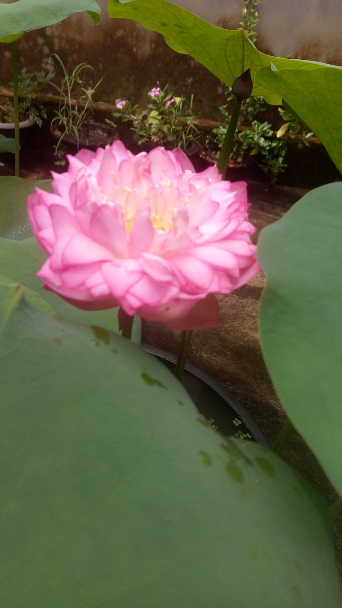 আমার জল বাগান #পদ্ম