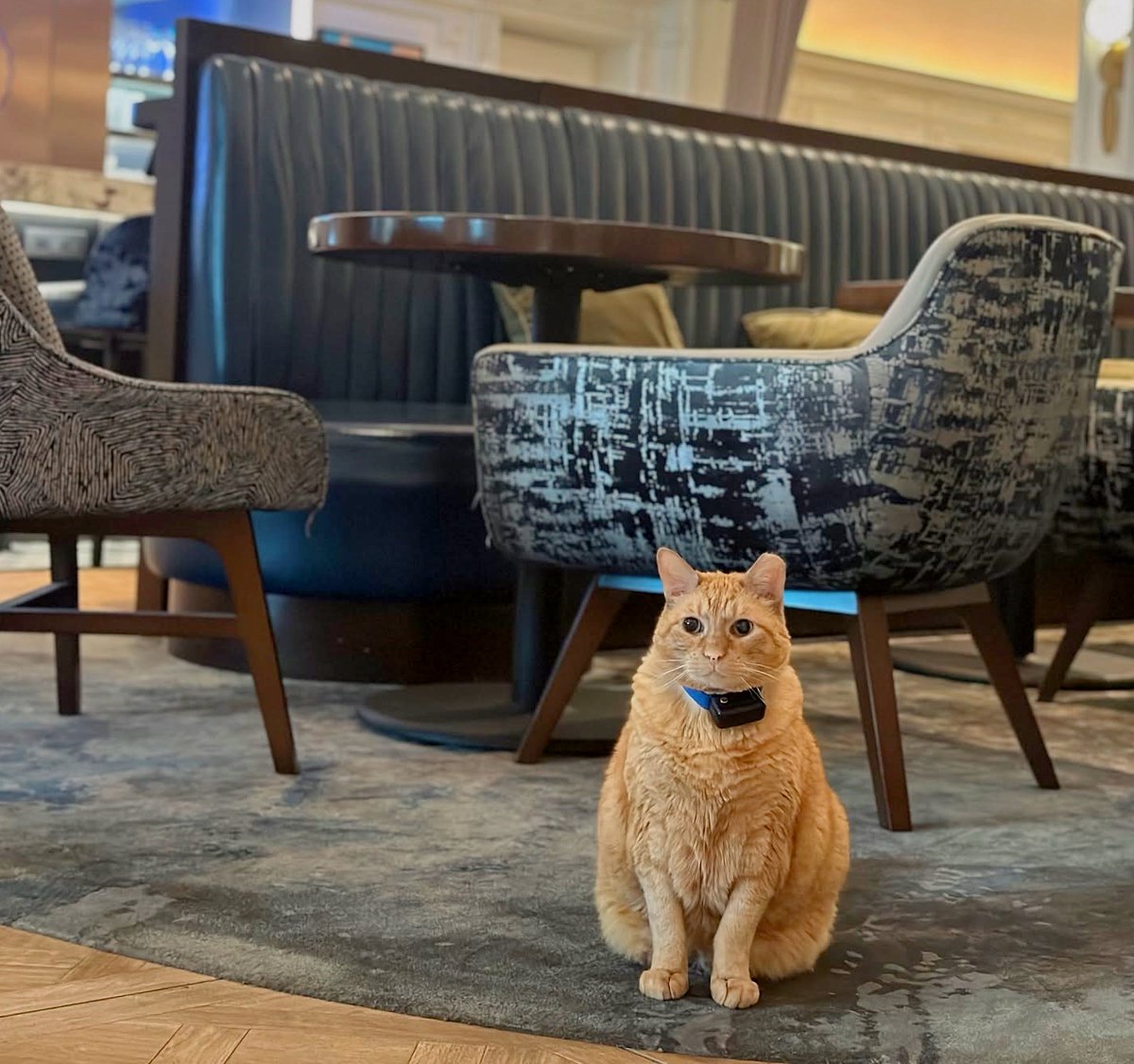 Breaking News:  Hamlet the Algonquin Hotel cat as retired after many years of greeting guests in the lobby. He has moved into a peaceful NY apartment and says he will spend his time taking lots of naps and eating lots of treats. Well done, Hamlet, well done.
