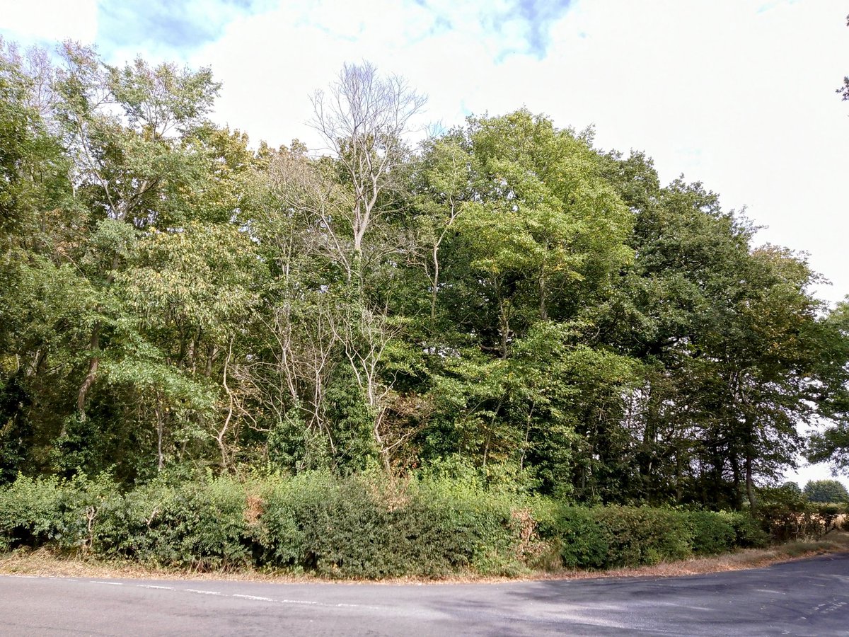 #FaxtonCorner at midday. A woodland at the edge of #FaxtonFields.
#PhilOnaBike #WoodlandWednesday