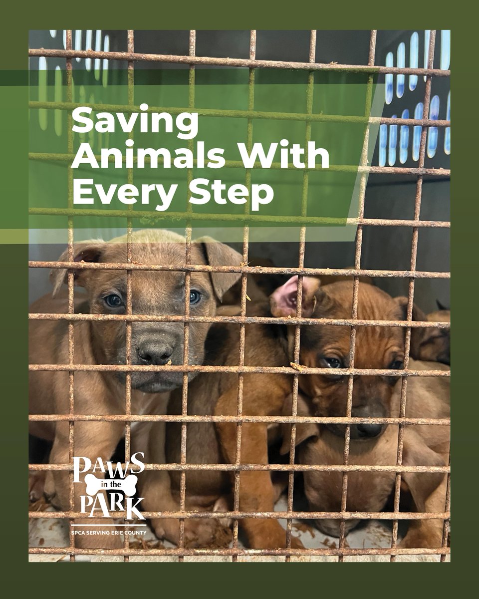 Buffalo’s Real Country 107.7 and 104.7 The Wolf (@thewolfbuffalo) on Twitter photo With just the power of your feet, you can save animal lives! <a href="/YourSPCA/">Erie County SPCA, NY</a>’s Paws in the Park is coming 9/27 to Knox Farm State Park! All walkers on 2 or 4 feet are welcome to attend. Every step counts! Register here: secure.qgiv.com/event/pitp25/! With just the power of your feet, you can save animal lives! <a href="/YourSPCA/">Erie County SPCA, NY</a>’s Paws in the Park is coming 9/27 to Knox Farm State Park! All walkers on 2 or 4 feet are welcome to attend. Every step counts! Register here: secure.qgiv.com/event/pitp25/!