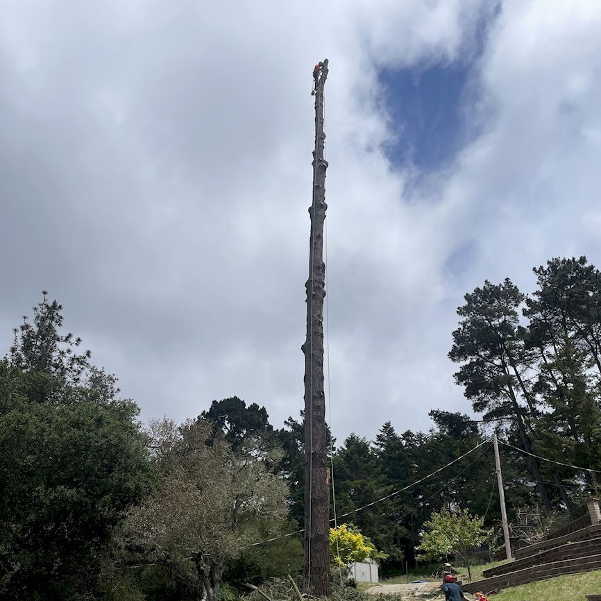 ColoresTree's tweet image. Tree services aren’t just for emergencies—they’re for keeping your property safe and beautiful year-round. I’m ready when you are. Reach out today.
#TreeServices #ColoresTreeService
treeservicesaromas.com/tree-services