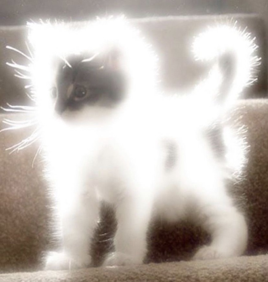 Punch Cat (@punchingcat) on Twitter photo 