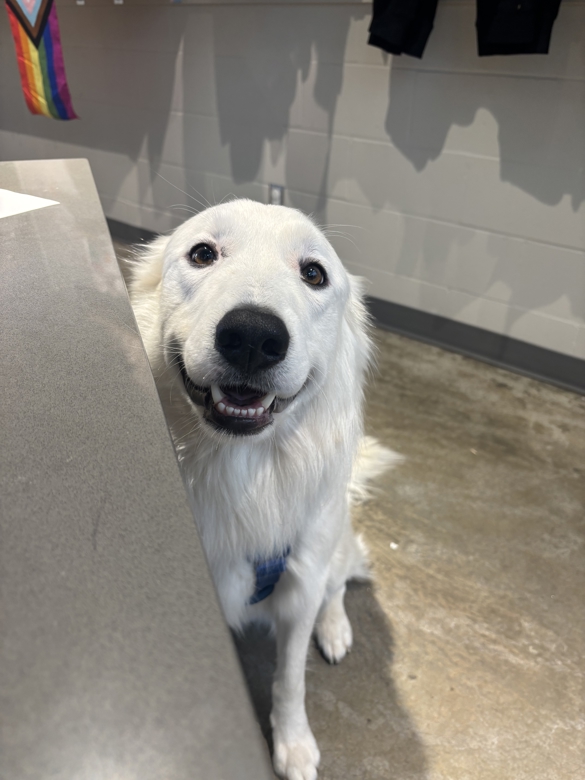 Meet Nanuq! This handsome fella is a 2.5 year old Maremma/Border Collie mix, searching for his forever home. Learn more about this boy at ow.ly/HGP050WPlh4. | BC SPCA Kamloops ❤️