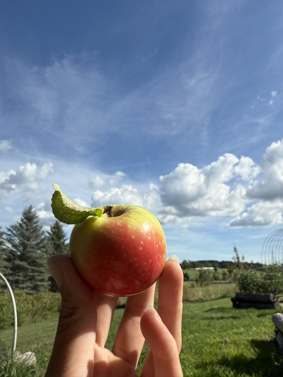 hennool's tweet image. The best kind of apples are fresh off the tree