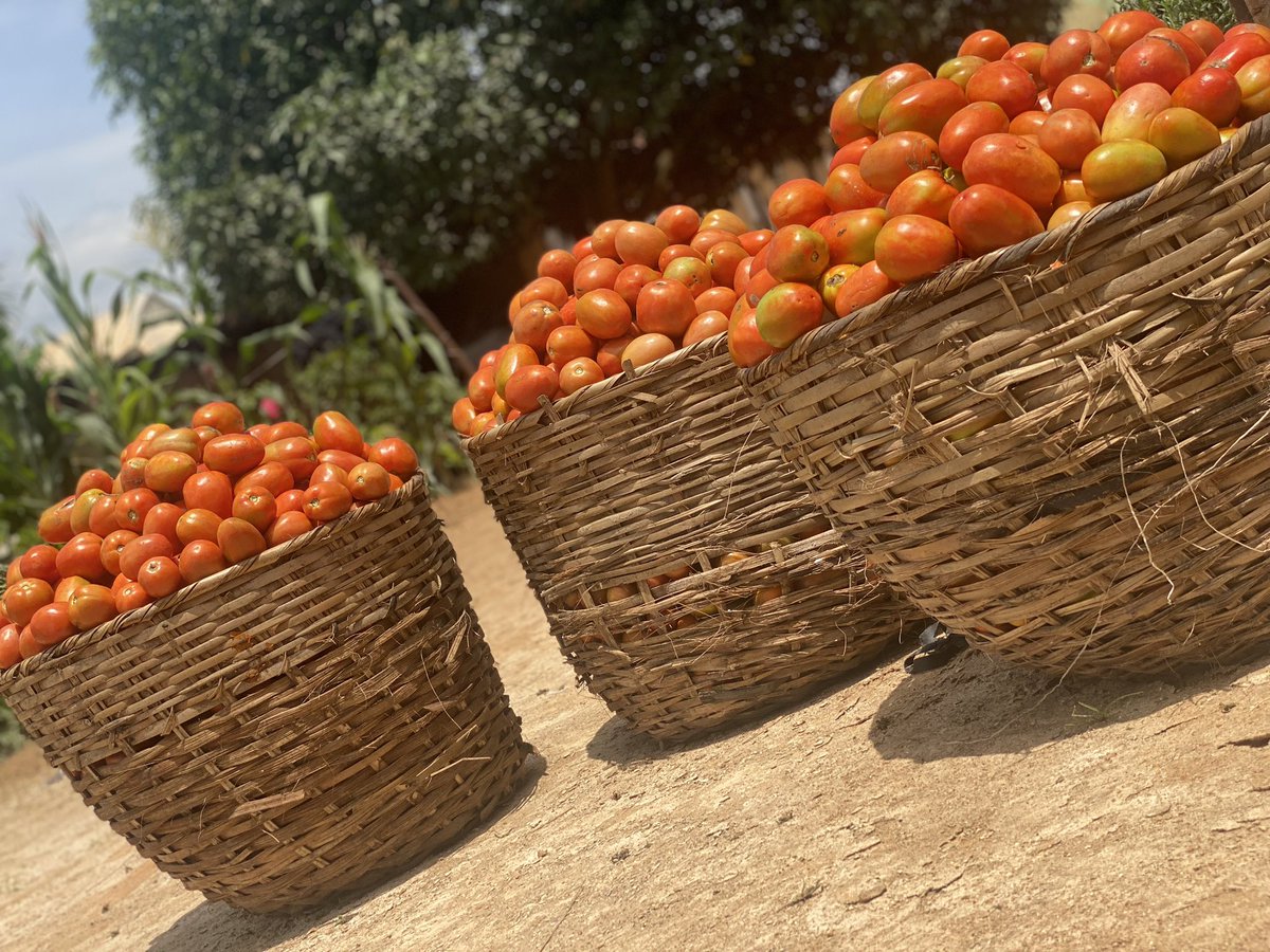 The last batch of tomatoes went out today. We’ll now be clearing and preparing the land for transplanting. Thank you all for your engagements, I received a lot of messages, and I’m truly grateful.
We're hoping to grow bigger 🙏