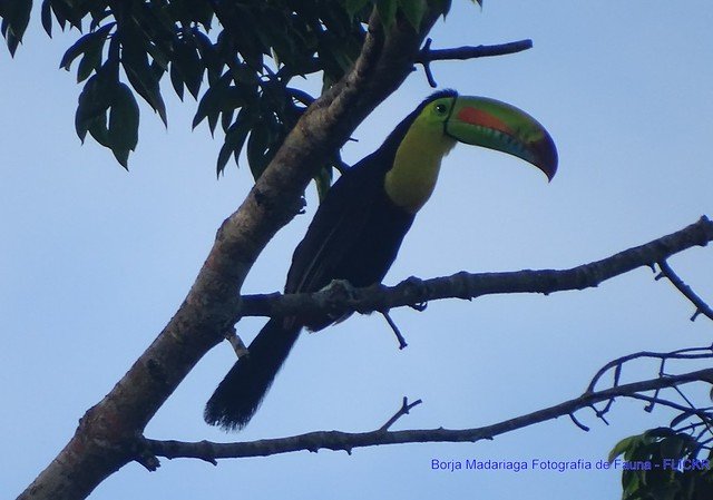 El llamativo Tucán Piquiverde (Ramphastos sulfuratus) observado en reciente visita a #Panama . Ver a estas aves en libertad en su medio natural es impresionante