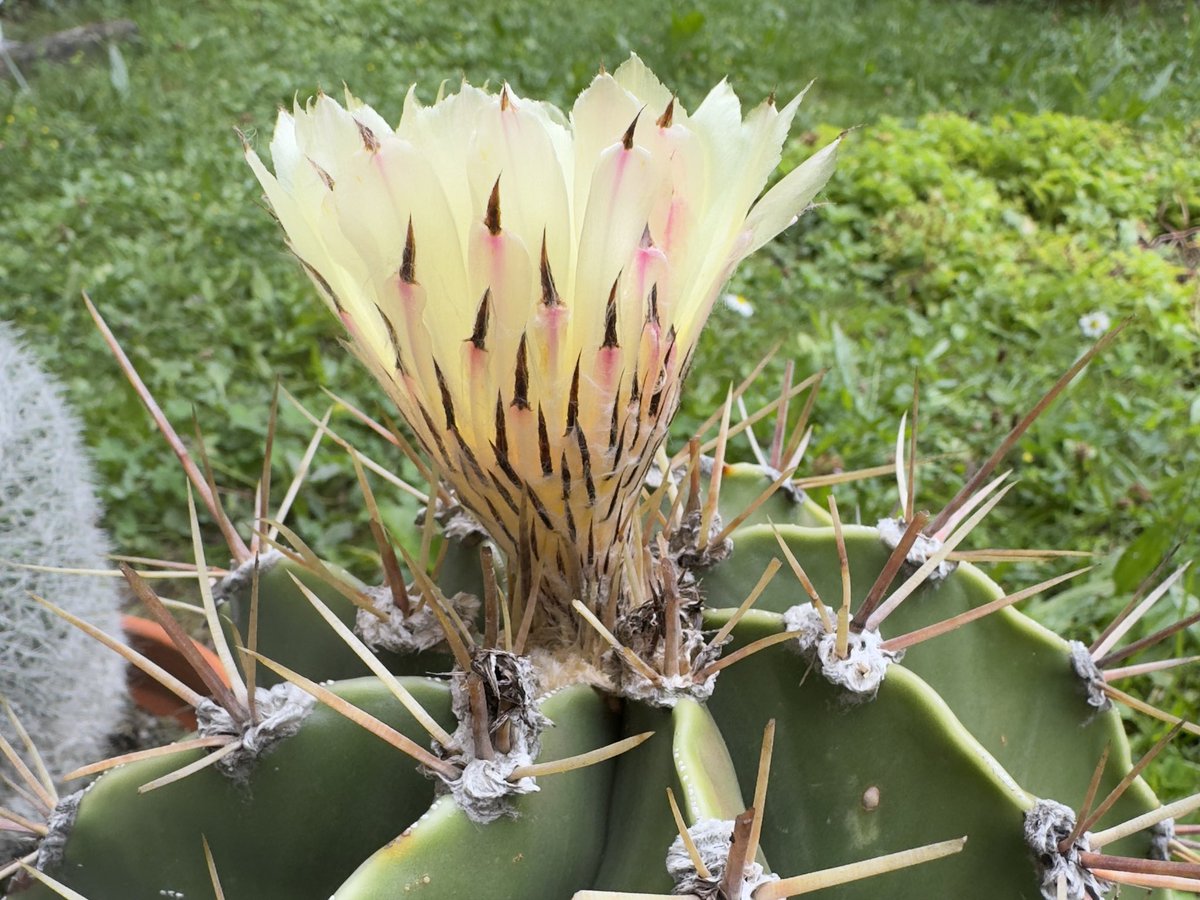 A late cactus flower. Am Sommerende blüht der Kaktus noch einmal.