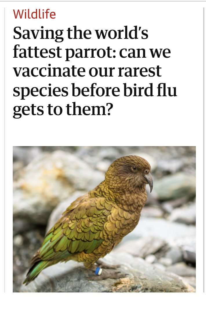 If I were a kea I'd see them in court.