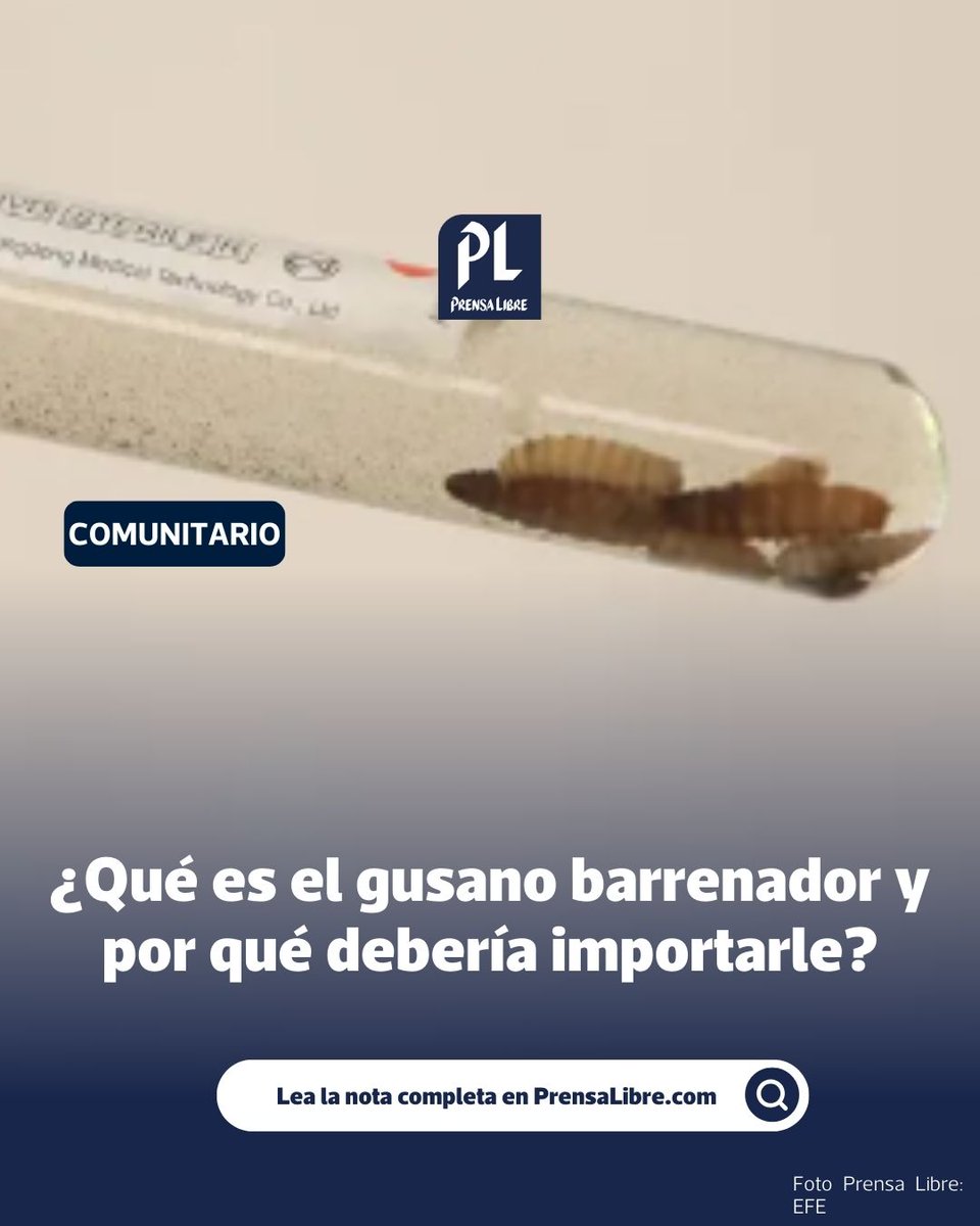 ¿Qué es el gusano 🐛barrenador? 🐶🐮🐱 Más de mil casos de gusano barrenador en Guatemala.
Afecta a mascotas, ganado y también a personas.
Este parásito invade heridas y causa infecciones graves. ¿Sabe cómo prevenirlo?  prensalibre.com/guatemala/comu…