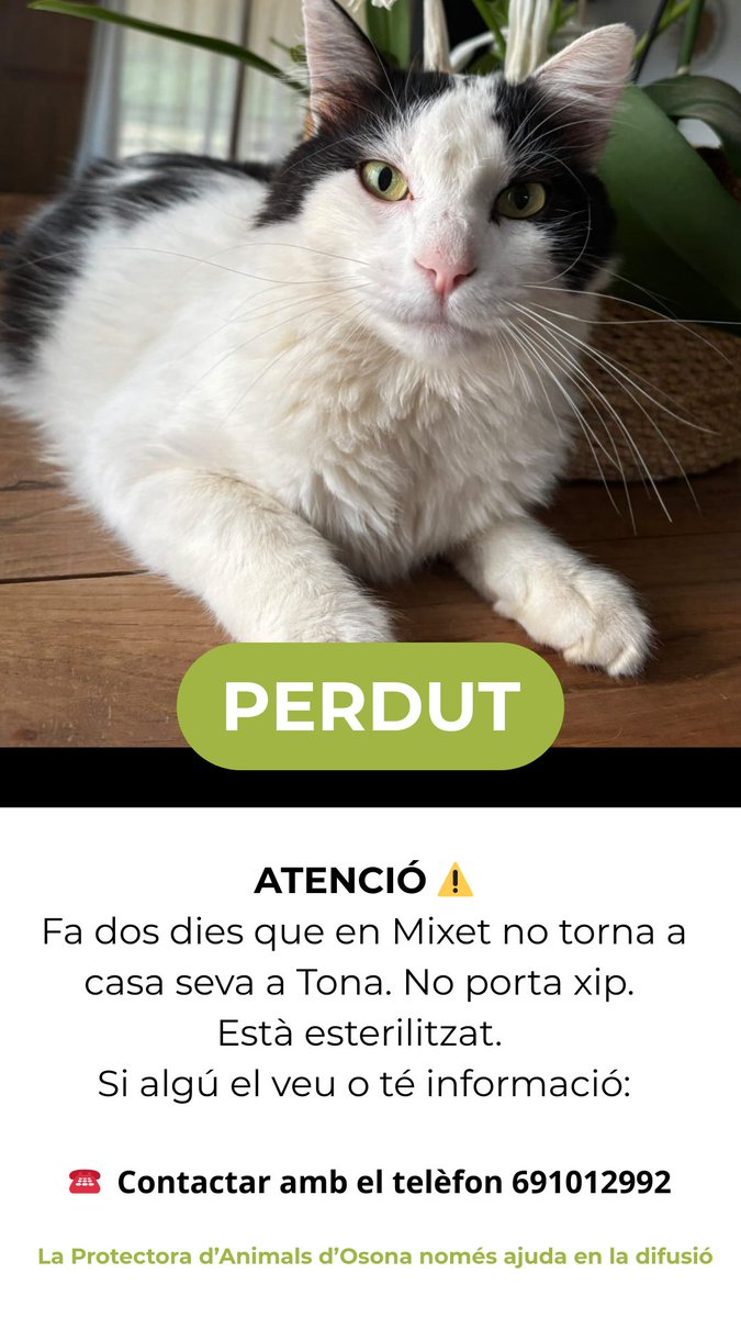 ATENCIÓ ⚠️: Fa dos dies que en Mixet no torna a casa seva a #Tona. No porta xip. Està esterilitzat. Màxima difusió 🙏🏼

☎️ Contactar amb el telèfon 691012992

La Protectora d’Animals d’Osona només ajuda en la difusió

#Osona
