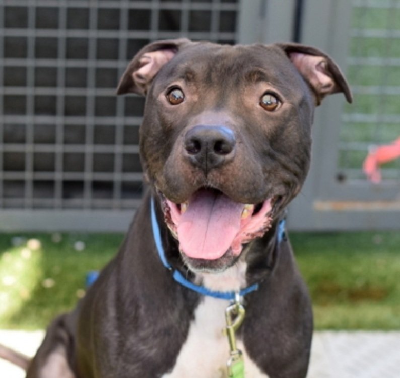 MorgFairsdogs's tweet image. Zeus 234385
Kill Command 
#NYCACC 
A cute 3 yr old boy
Has diffuse hypotrichosis (thinning hair) &amp;amp; dermatitis 🚑
Resource guarding issues
Social with staff
Given up 4 eviction 
Help save Zeus!
#Pledge4Rescue #foster #adopt