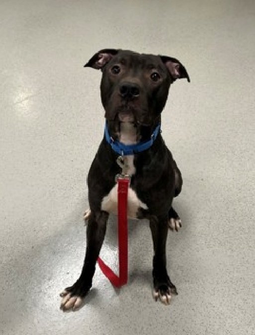 MorgFairsdogs's tweet image. Zeus 234385
Kill Command 
#NYCACC 
A cute 3 yr old boy
Has diffuse hypotrichosis (thinning hair) &amp;amp; dermatitis 🚑
Resource guarding issues
Social with staff
Given up 4 eviction 
Help save Zeus!
#Pledge4Rescue #foster #adopt