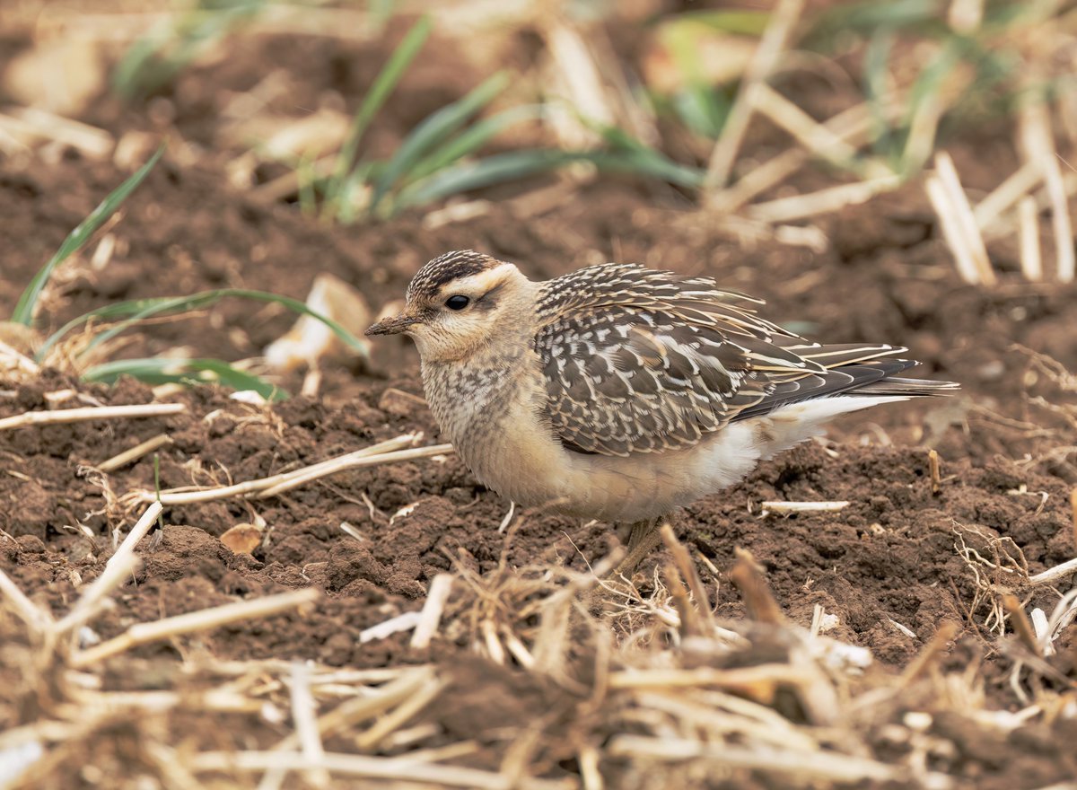 Juvenile Eurasian Dotterel having a rest between feeding at St Margaret's at Cliffe today 😊