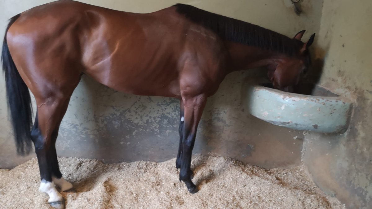 Se acabaron las vacaciones para Konfusiion,mañana reaparece en <a href="/HipodromoMadrid/">Hipódromo de La Zarzuela</a> tras pasar un verano tranquilo y de descanso,3ªCarrera,Premio Hipodromo de la Castellana,esta vez será montado por <a href="/jgelabertb/">Jaime Gelabert</a>
Vamos equipo!!💪🏇