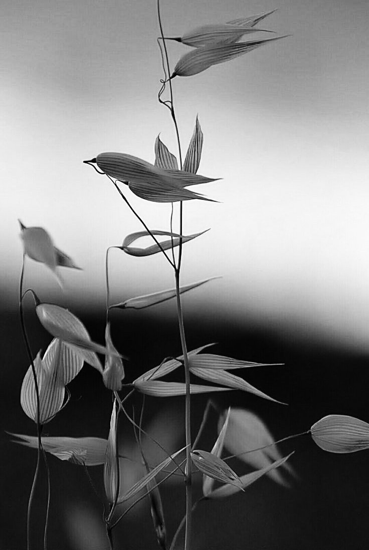 VoxNoir (@faeseren) on Twitter photo 