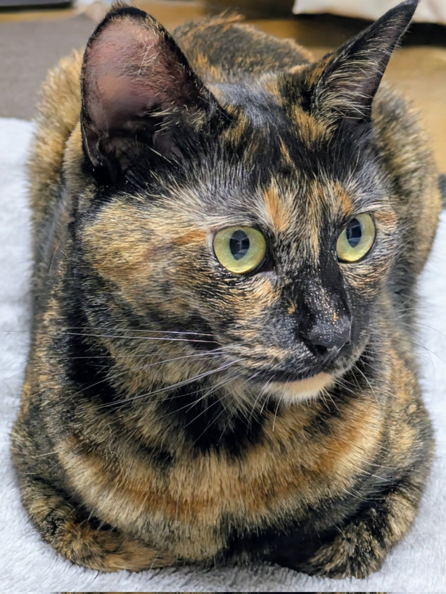 さび猫ボボちゃん on X: 