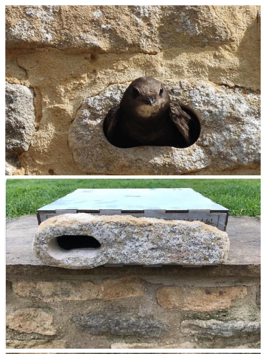 Sheffield Swift Network (@sheffswiftnet) on Twitter photo Swift Bricks nestled between your walls - not just for swifts, not just for brick buildings.
Bespoke, beautiful, affordable and built to last by <a href="/AfSwifts/">Action for Swifts</a>.
How GREAT do these look?
Nest boxes in the building for life!
Info here
๐
sheffieldswiftnetwork.org/swift-brick-inโฆ
๐ธ Paul Wren Swift Bricks nestled between your walls - not just for swifts, not just for brick buildings.
Bespoke, beautiful, affordable and built to last by <a href="/AfSwifts/">Action for Swifts</a>.
How GREAT do these look?
Nest boxes in the building for life!
Info here
๐
sheffieldswiftnetwork.org/swift-brick-inโฆ
๐ธ Paul Wren