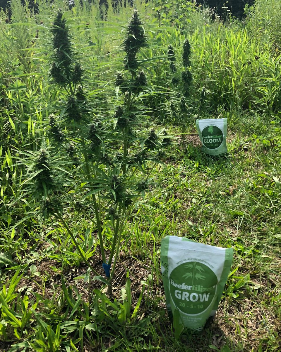 Growing your own cannabis is rewarding — and Reefertilizer makes it easier.
This plant is thriving on our Grow + Bloom + Start nutrients 🌿✨ From veg to flower, give your plants what they need to reach their full potential.

#CannabisCommunity #GrowYourOwn