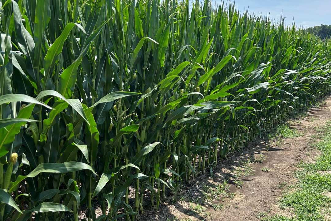 Downed corn can slow your 🌽harvest, but it doesn’t have to. Kyle Malcolm shares agronomic strategies you can implement in-season and beyond to help corn stand strong all the way to harvest. Learn more in the link below.

bit.ly/461dxhV
