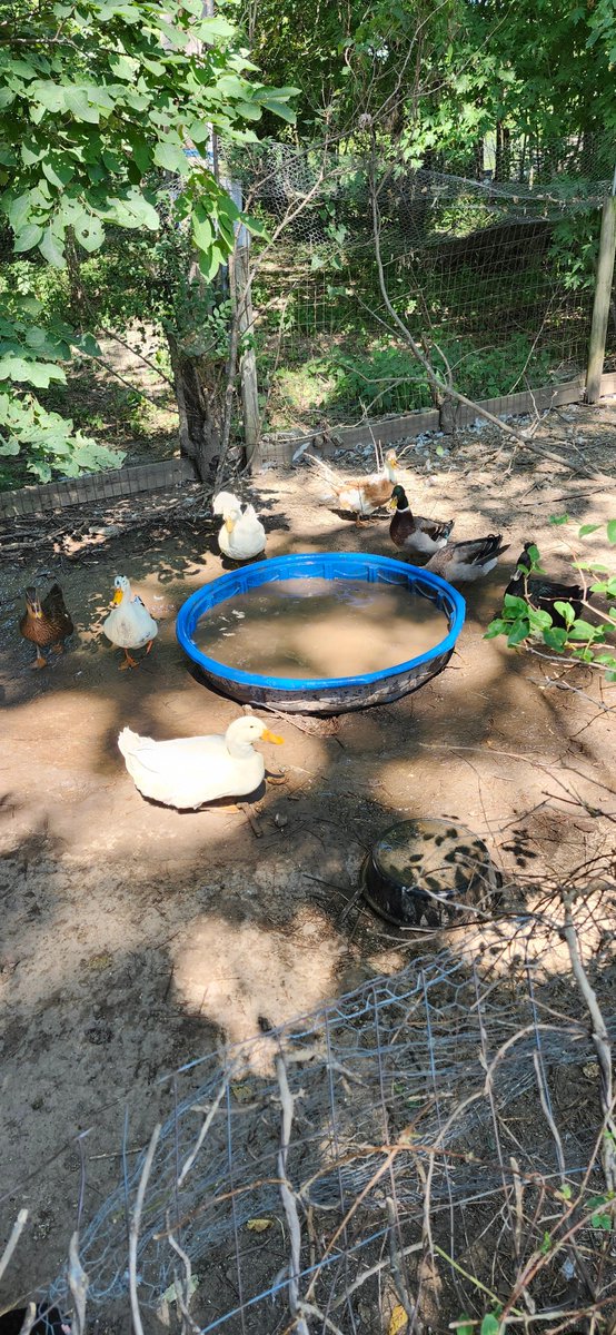 Believe or not that was perfectly clean water an hour ago.