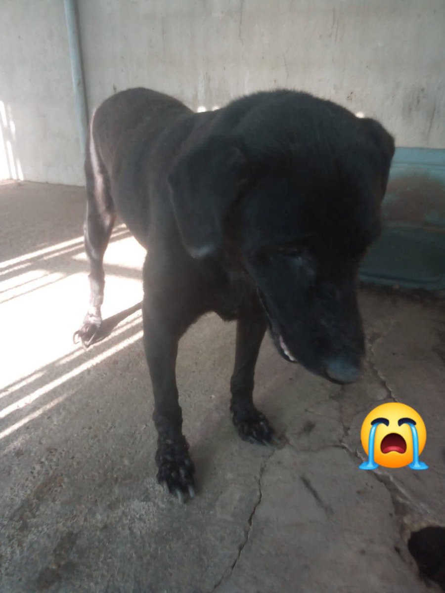 Hay un grupo de madrinas para Archy pobrecito, tiene 5 años y parece un abuelito de lo mal que ha sido tratado por un cazador, aún sigue alli, estamos juntando para residencia y ayuda para pruebas que haya que hacerle, ese tipo un montón más en muy mal estado 😢😞
Enlace al grupo