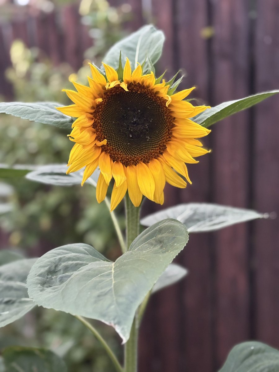 Kirsten Elder tweet media