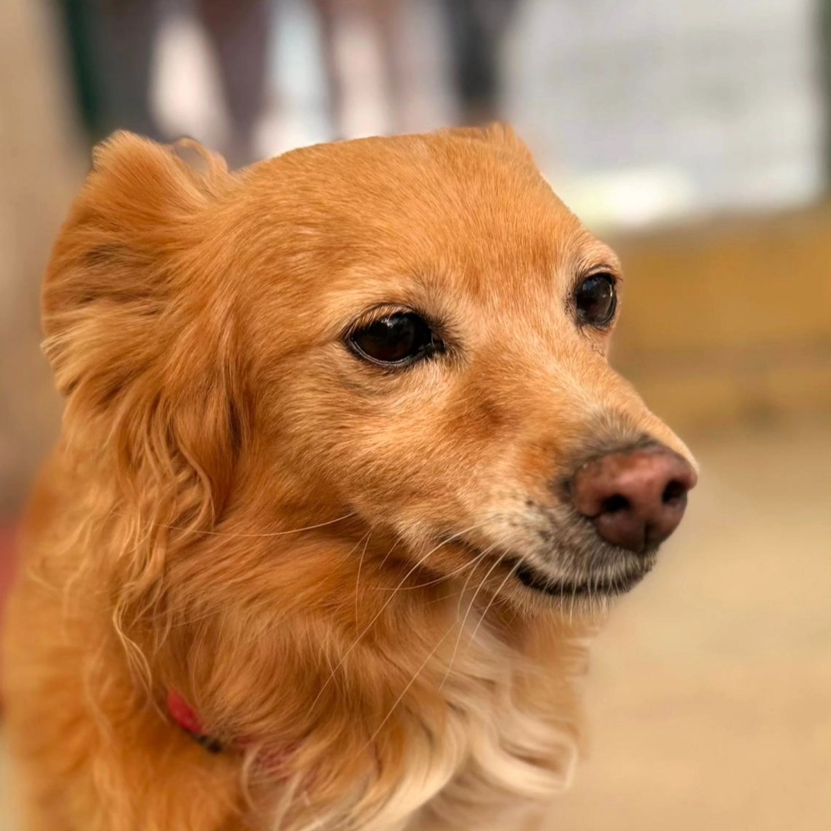 #Madrid
#ESTRELLA tiene 13 años. Ella y su hermano peludo vivían con su humano, (un señor inglés de 90 años), que no descansó tranquilo y cerró sus ojos hasta asegurarse de que alguien pudiera hacerse cargo de sus perritos y buscarles una vida mejor.

Ahora, Estrella está en la