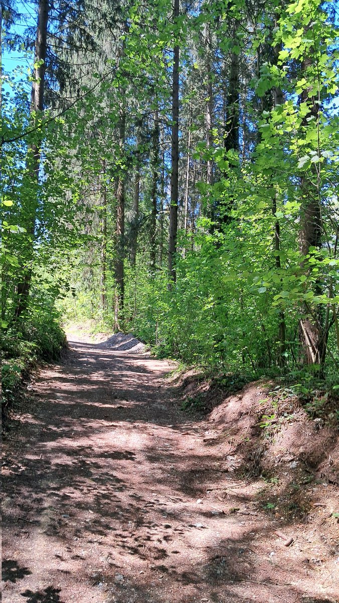 Wandern im Wald. Handy Foto. Samsung.