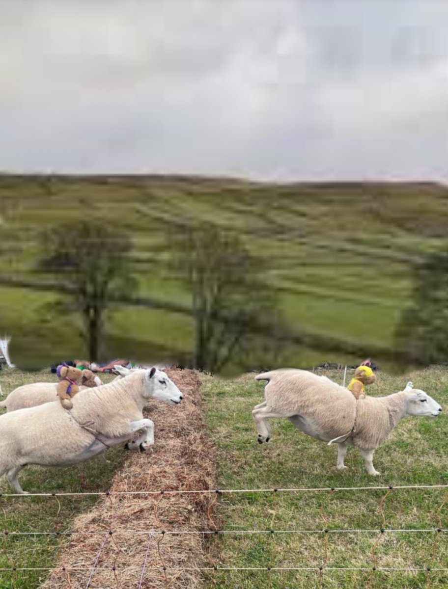 @Bryan π Tinks (@influencerbryan) on Twitter photo #Hedgewatch #BryansBirthdayBash
Oh my cat Fwens. Mummy has organised sheep racing for my new birthday party in the next field to our picnic area. Pick your racing silks. I know Dozza <a href="/DomainDoris/">Doris McFloofleβ’οΈ</a> will be all over the sheep wrangling hehe #Hedgewatch #BryansBirthdayBash
Oh my cat Fwens. Mummy has organised sheep racing for my new birthday party in the next field to our picnic area. Pick your racing silks. I know Dozza <a href="/DomainDoris/">Doris McFloofleβ’οΈ</a> will be all over the sheep wrangling hehe