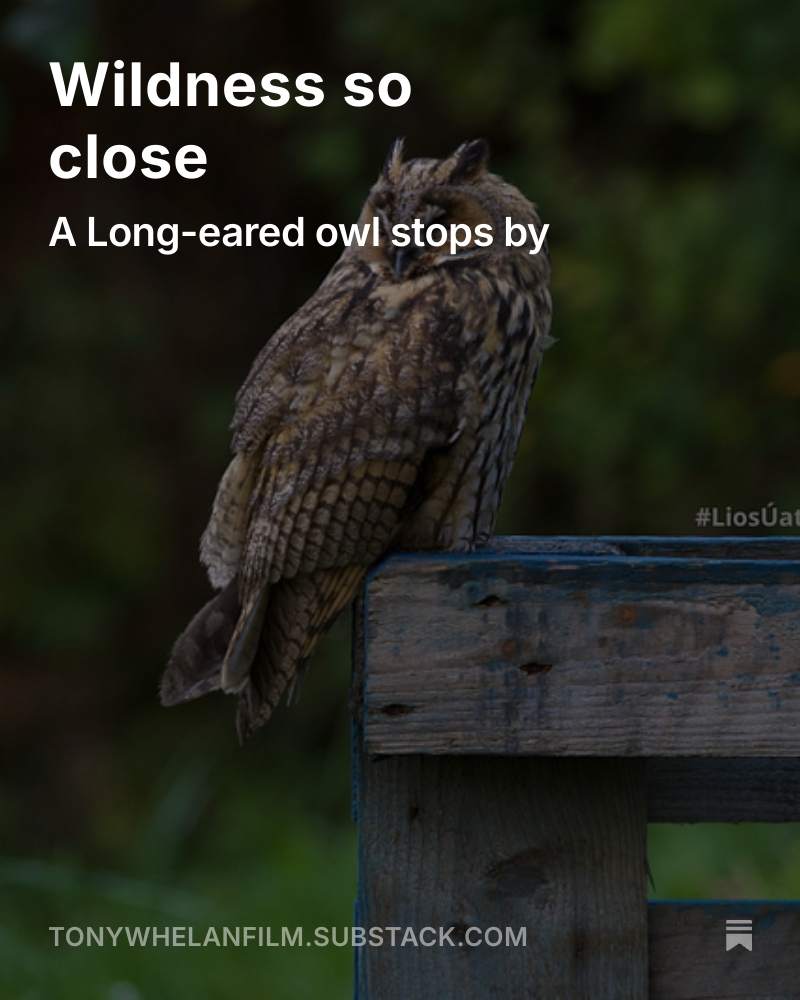 CanolaPictures's tweet image. #LiosÚathLandReserve
#LoopHead #Clare #Ireland #Eire
#film #filmireland
#TiredEarth #DeGrowth #6ME
#RestoreNature
#Dreaming #Story