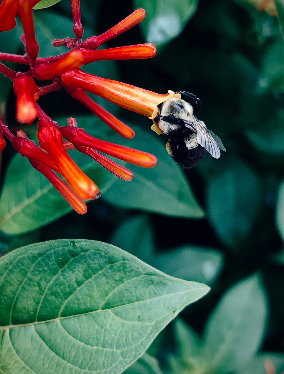 MadGirlMedia's tweet photo. Picture I took of a bee looking in a flower🐝 https://t.co/W3Aix1WpD3